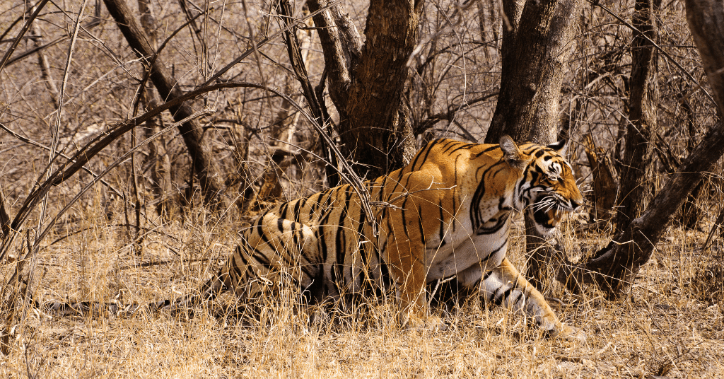 kabini safari package