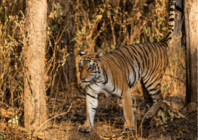 MP Wildlife: Kanha – Bandhavgarh – Satpura