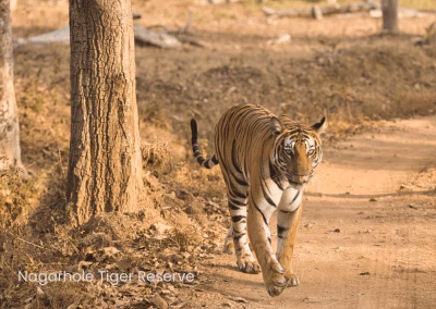 Mysore Coorg Kabini Wayanad: 7D