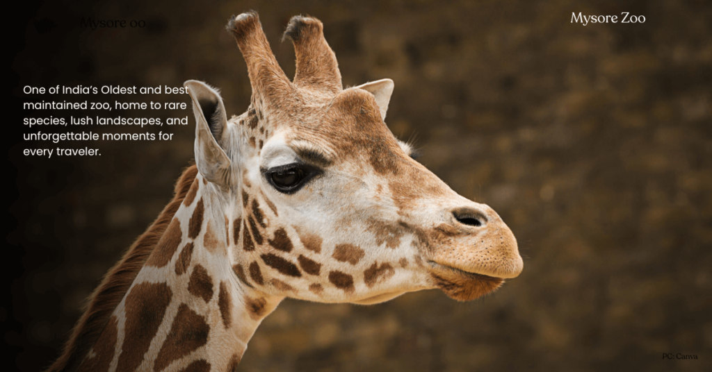 mysore day tour package