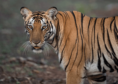 Tiger Reserves in Karnataka