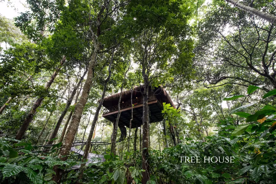 pepper trail resort wayanad tree house
