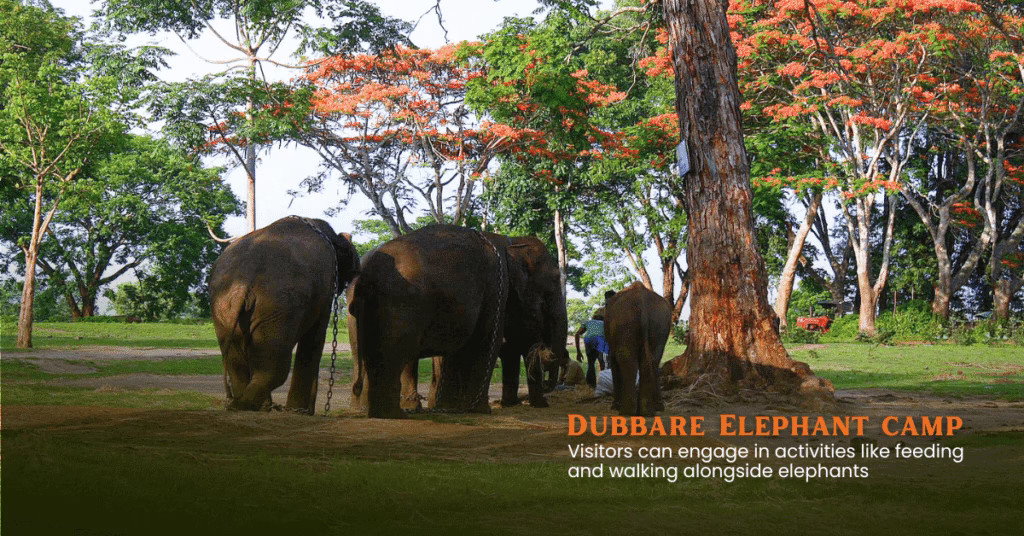 Coorg Tour Packages from Bangalore