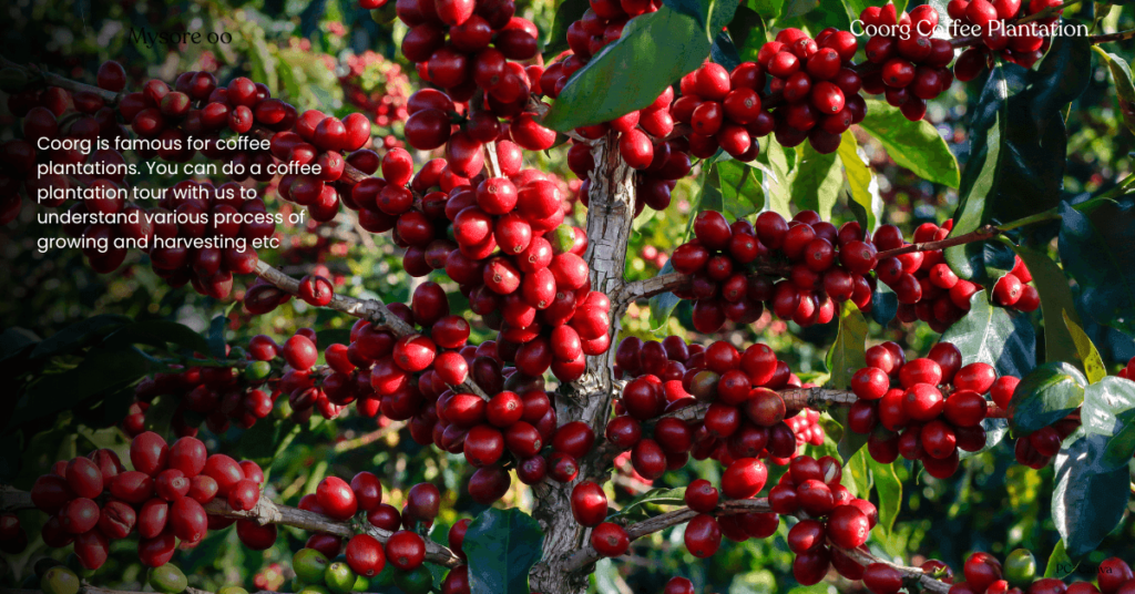 bangalore mysore coorg tour package