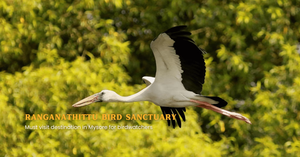 ranganathittu bird sanctuary