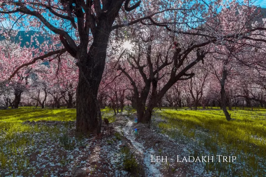 leh ladakh tour package