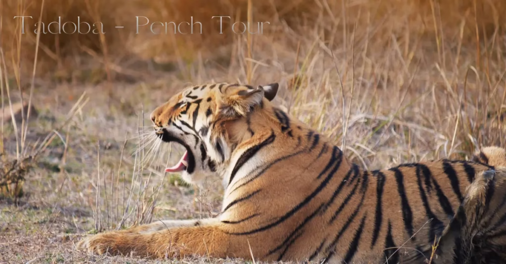 Tadoba Pench Tour