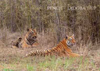 Tadoba Pench Tour